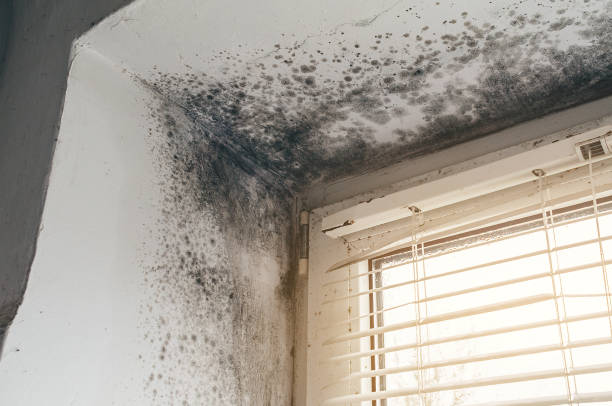 Trusted Commercial Mold Remediation service in Dunn, NC - Cheap Mold Removal